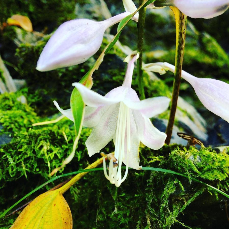 Gasthof Otsu Nature Garden Akiruno